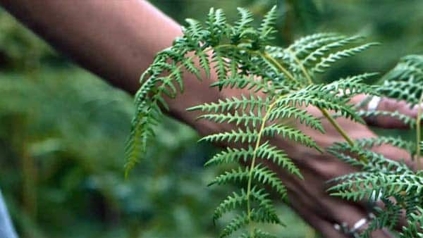 Weiterbildung zum Naturcoach